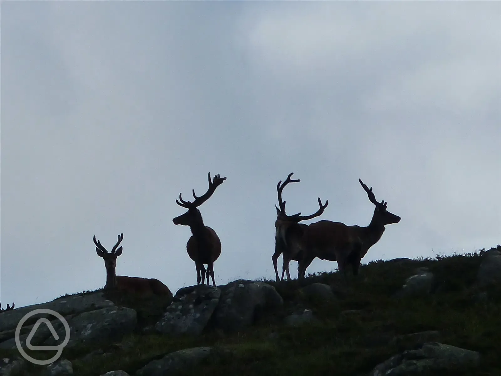 Braemar Red Deer stags