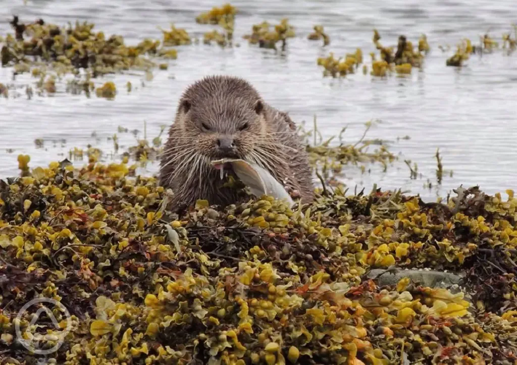 Otter on the shore at Shieling Holidays