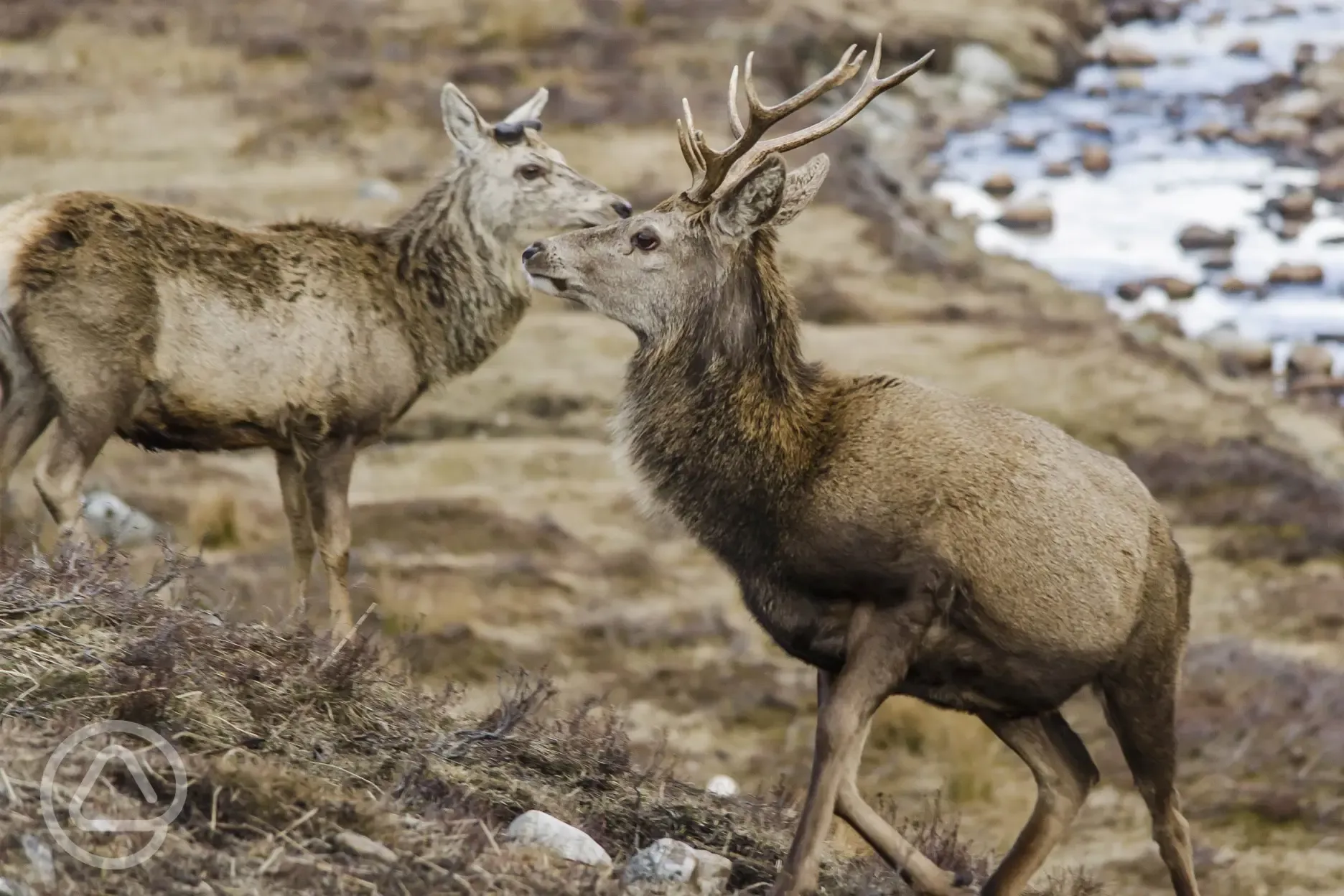 The iconic Red Deer found wild in the Highlands