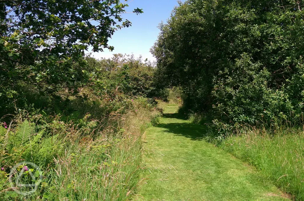 Dog exercise area