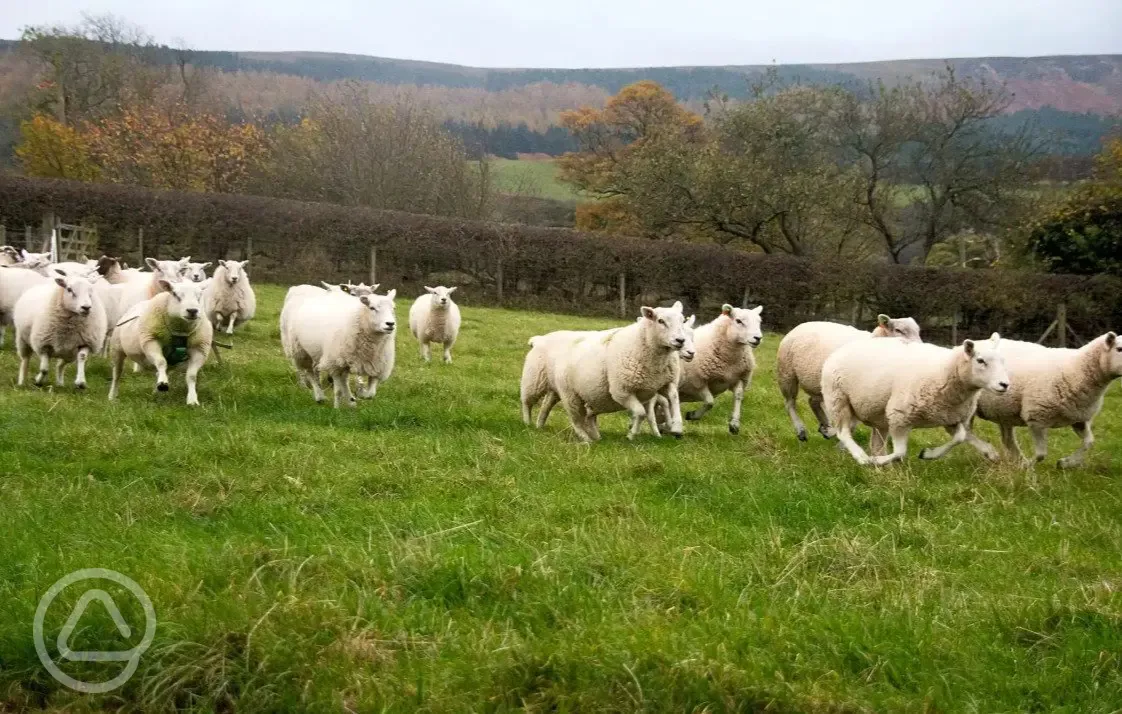 farmland killdale