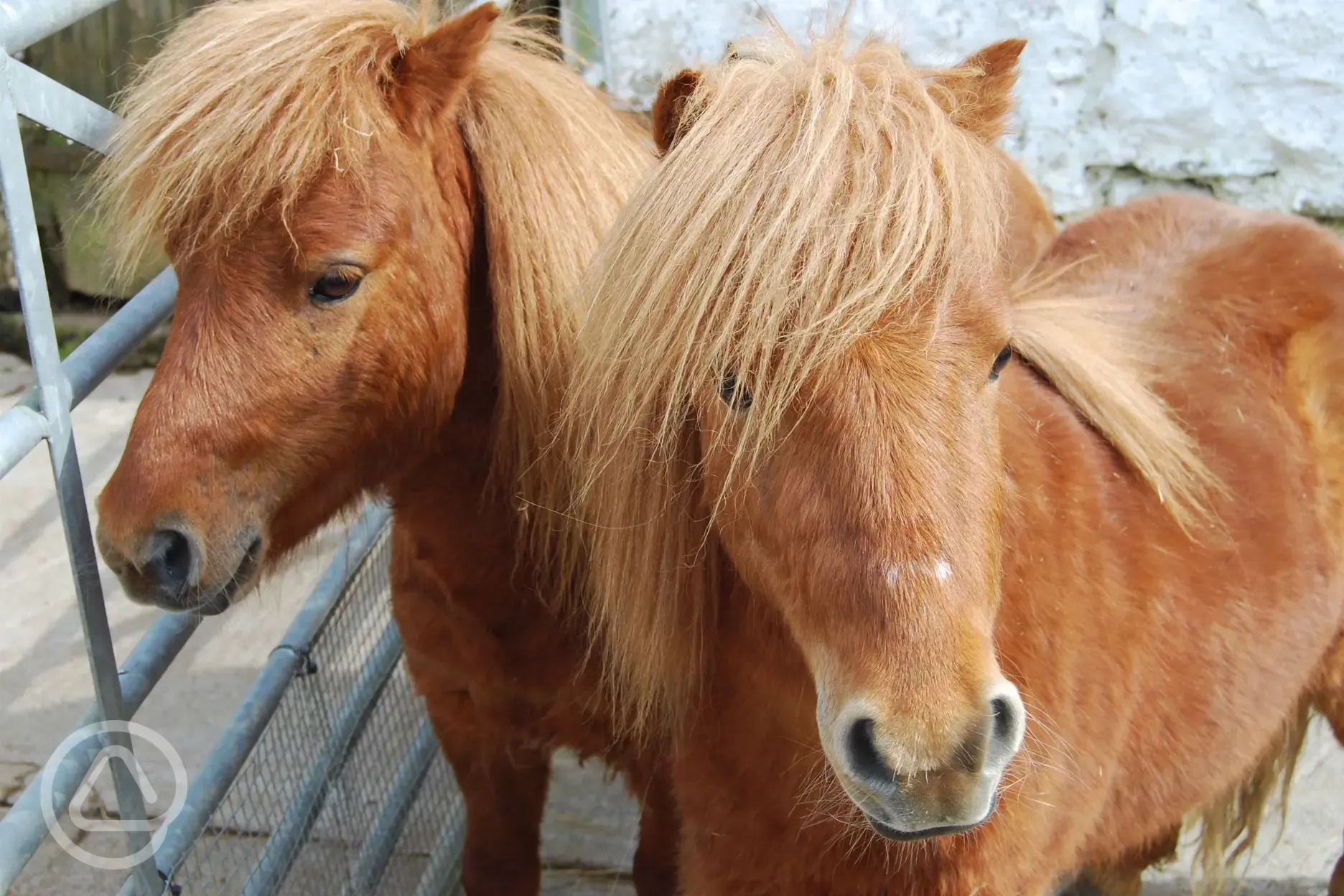 Local Shetland ponies