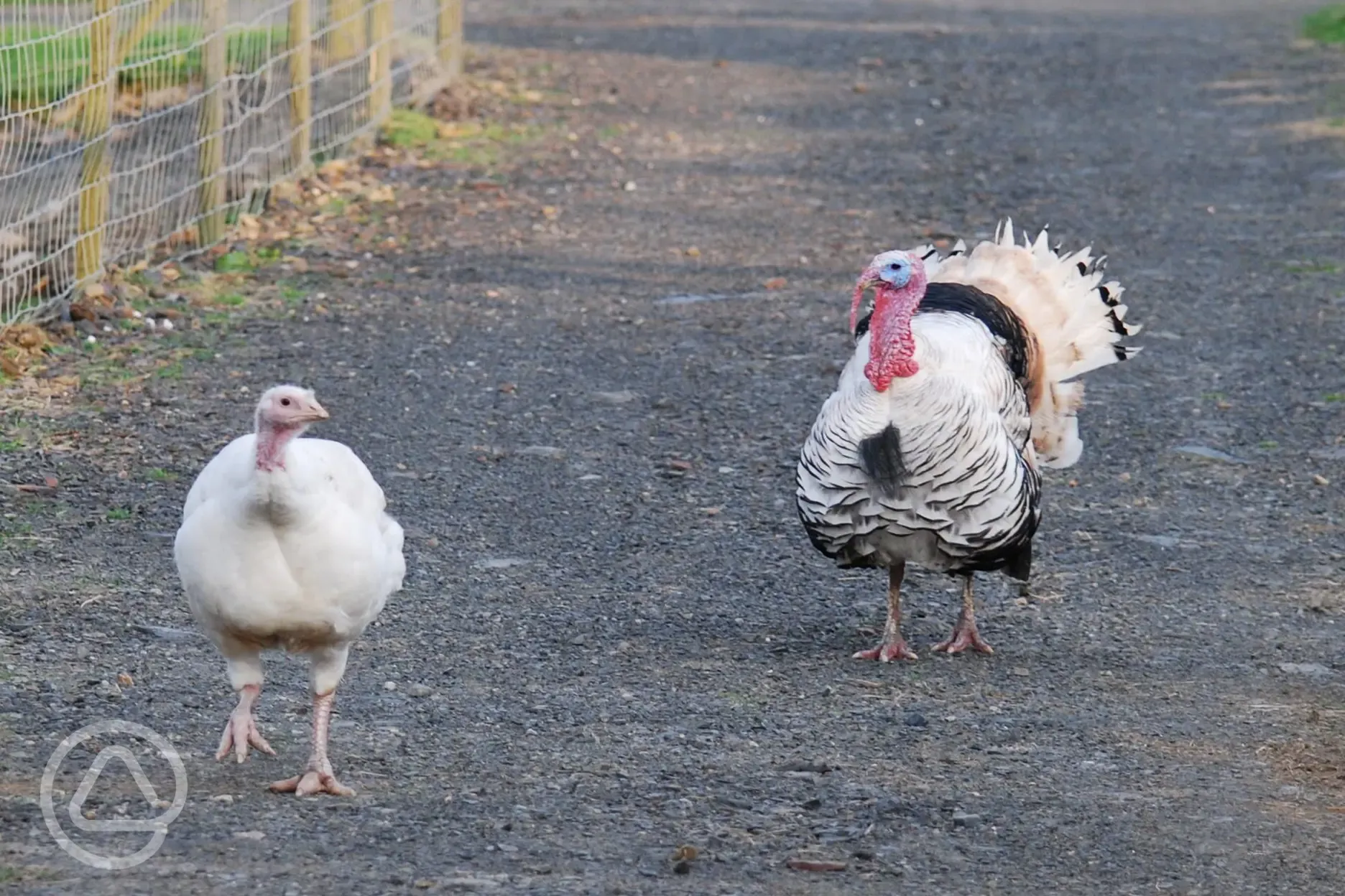 Mary and Terry turkeys on the farm