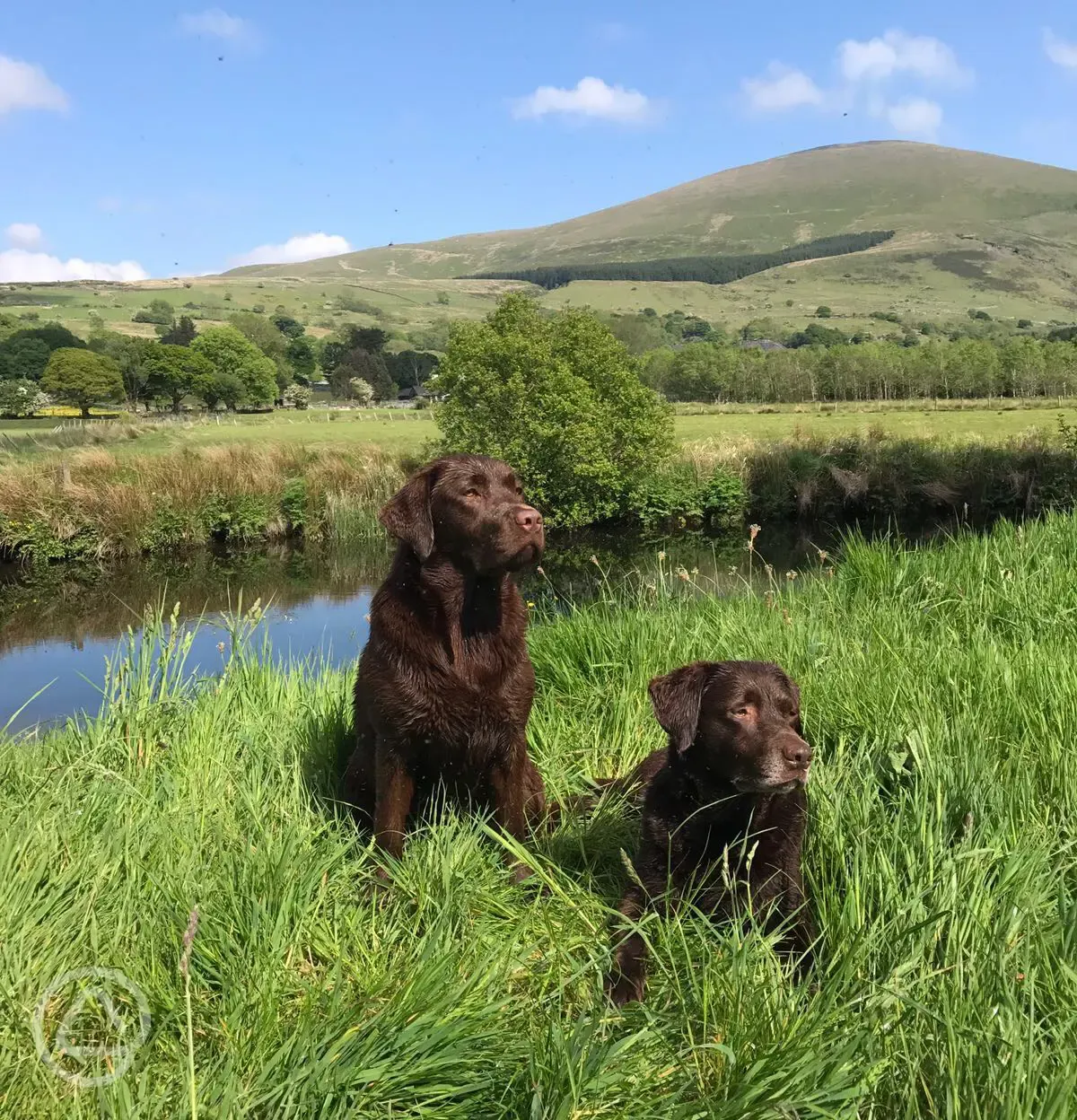 Well behaved dogs welcome 