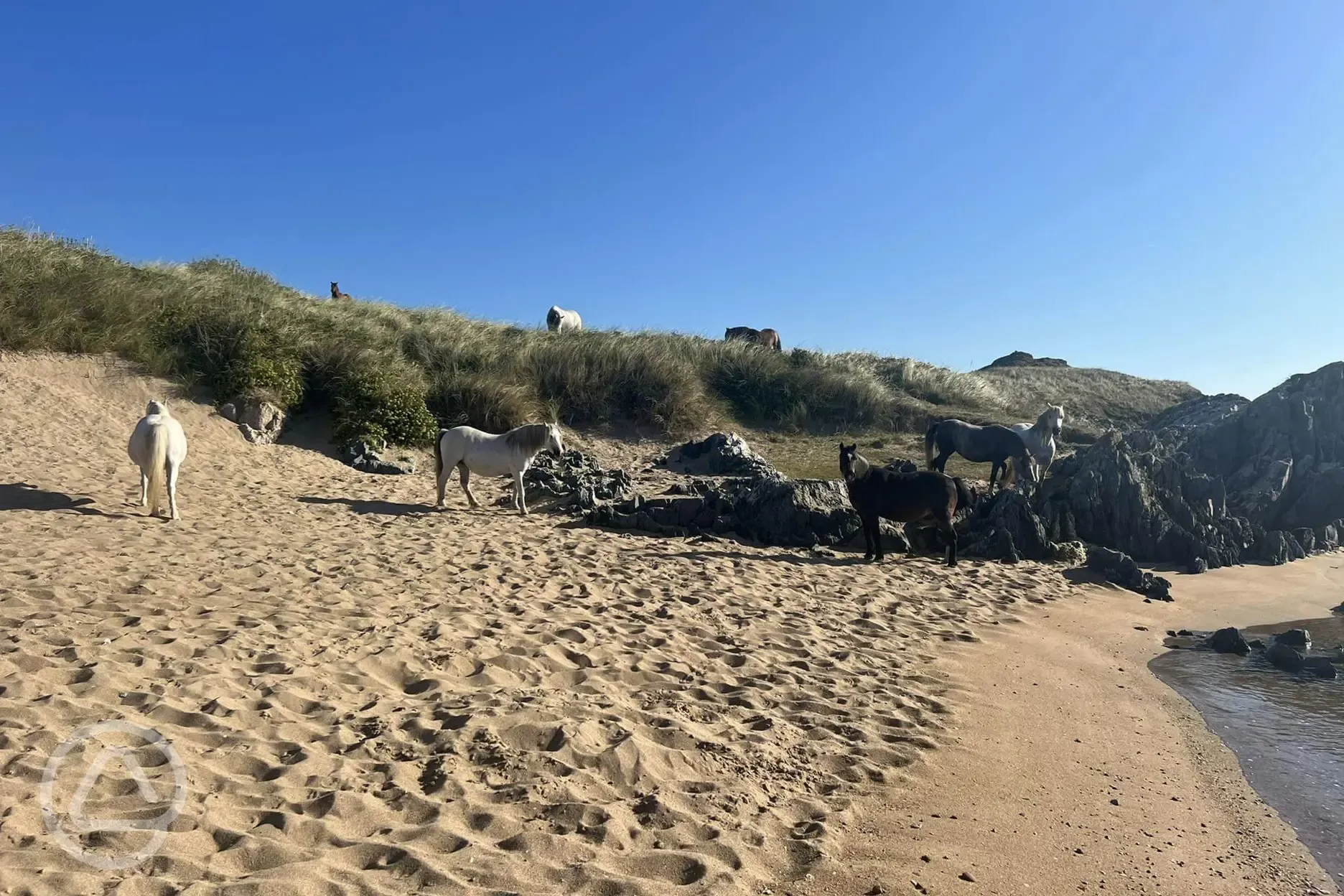 The ponies on Ynys Llanddwyn - 15 minutes away by boat