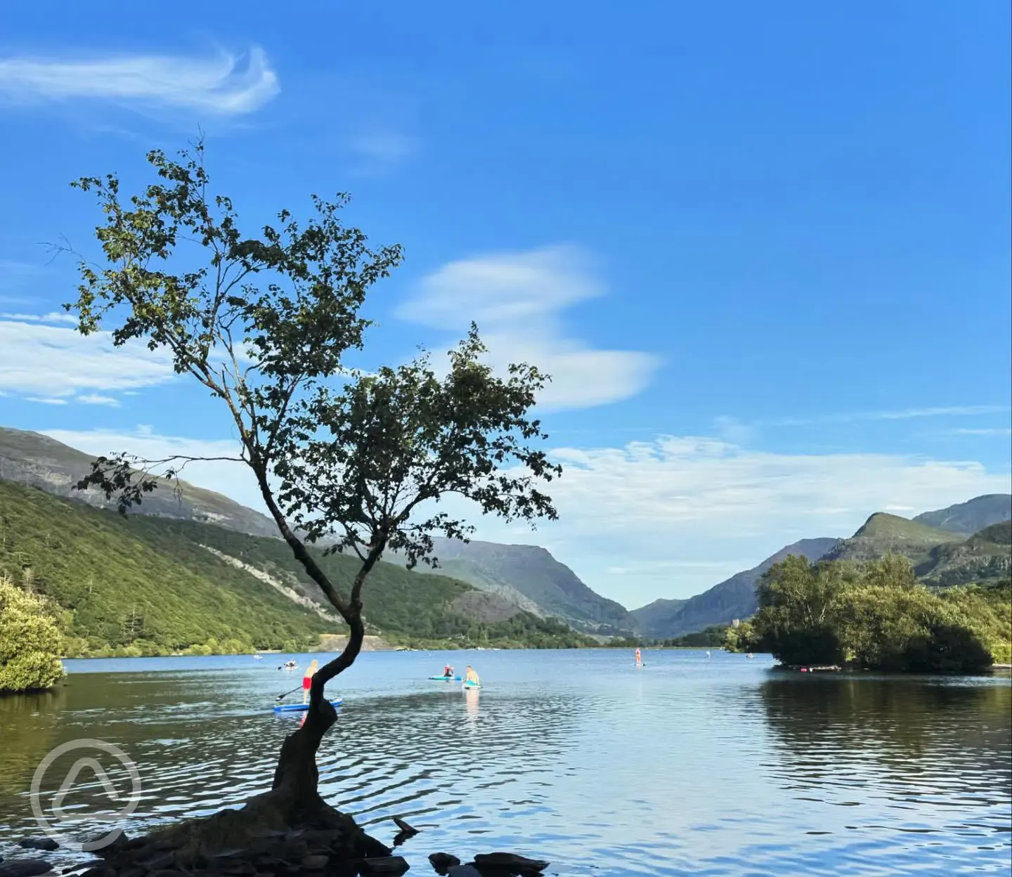 The Lonely Tree of Llyn Padarn