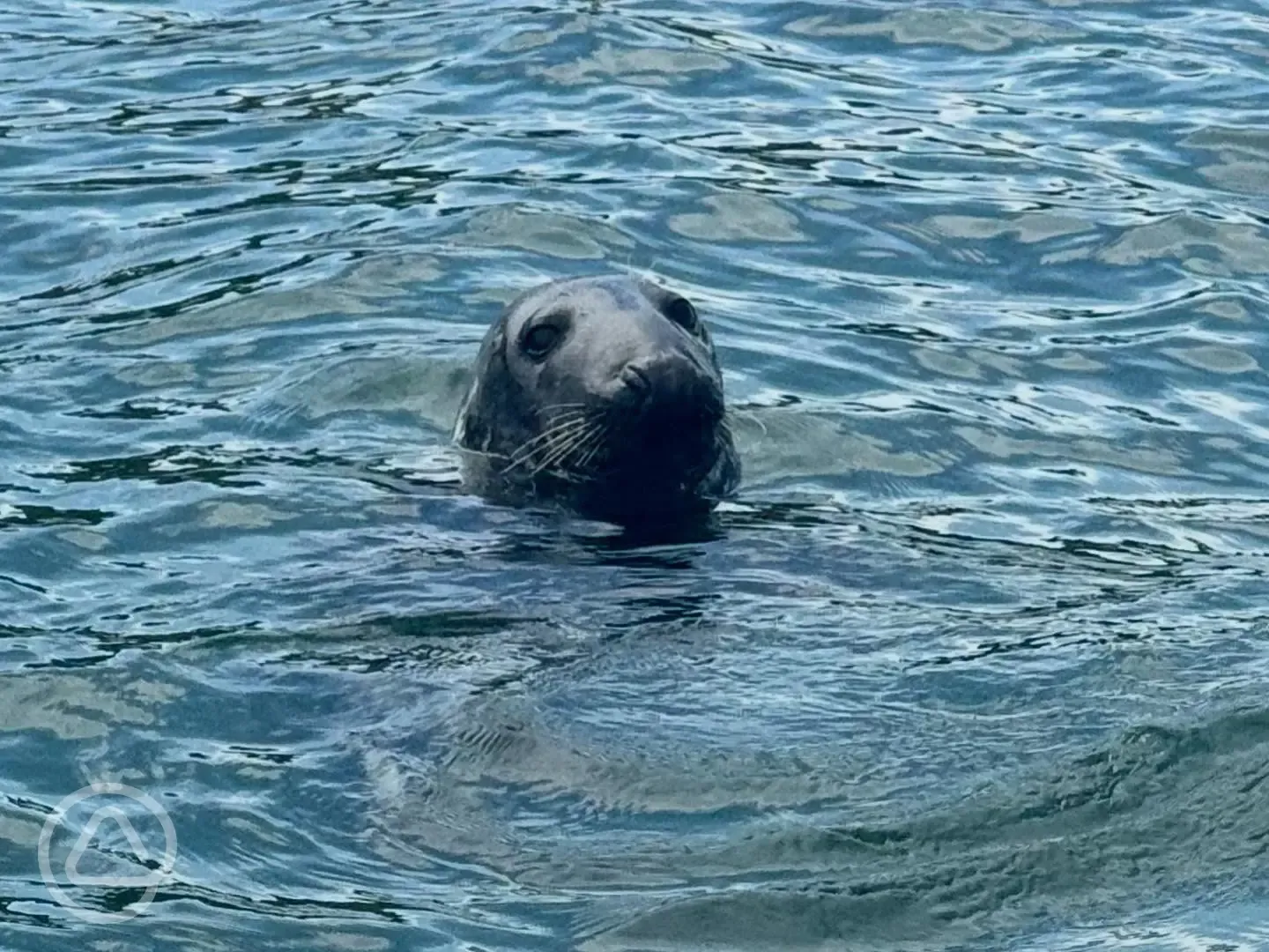 Seal in the Menai Straits