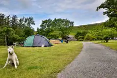 Dog friendly grass camping pitches