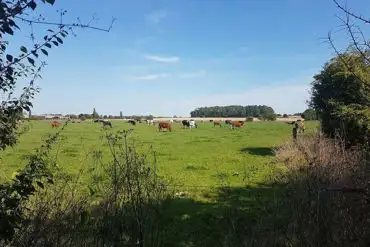 Cows