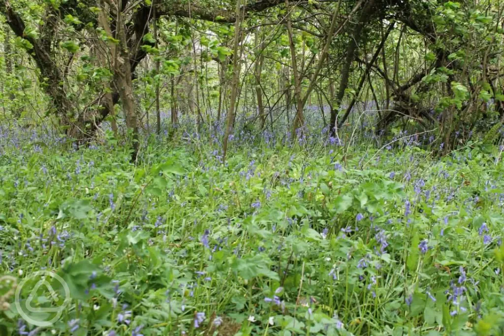 Bluebell wood at Kennexstone Camping and Touring Park