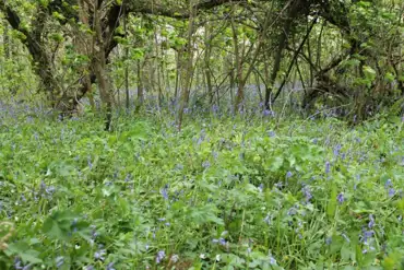 Bluebell wood at Kennexstone Camping and Touring Park