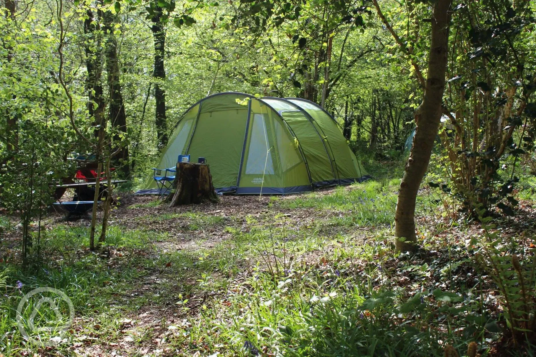 Medium electric woodland pitch (Honeysuckle)