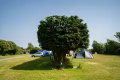 Electric grass tent pitches