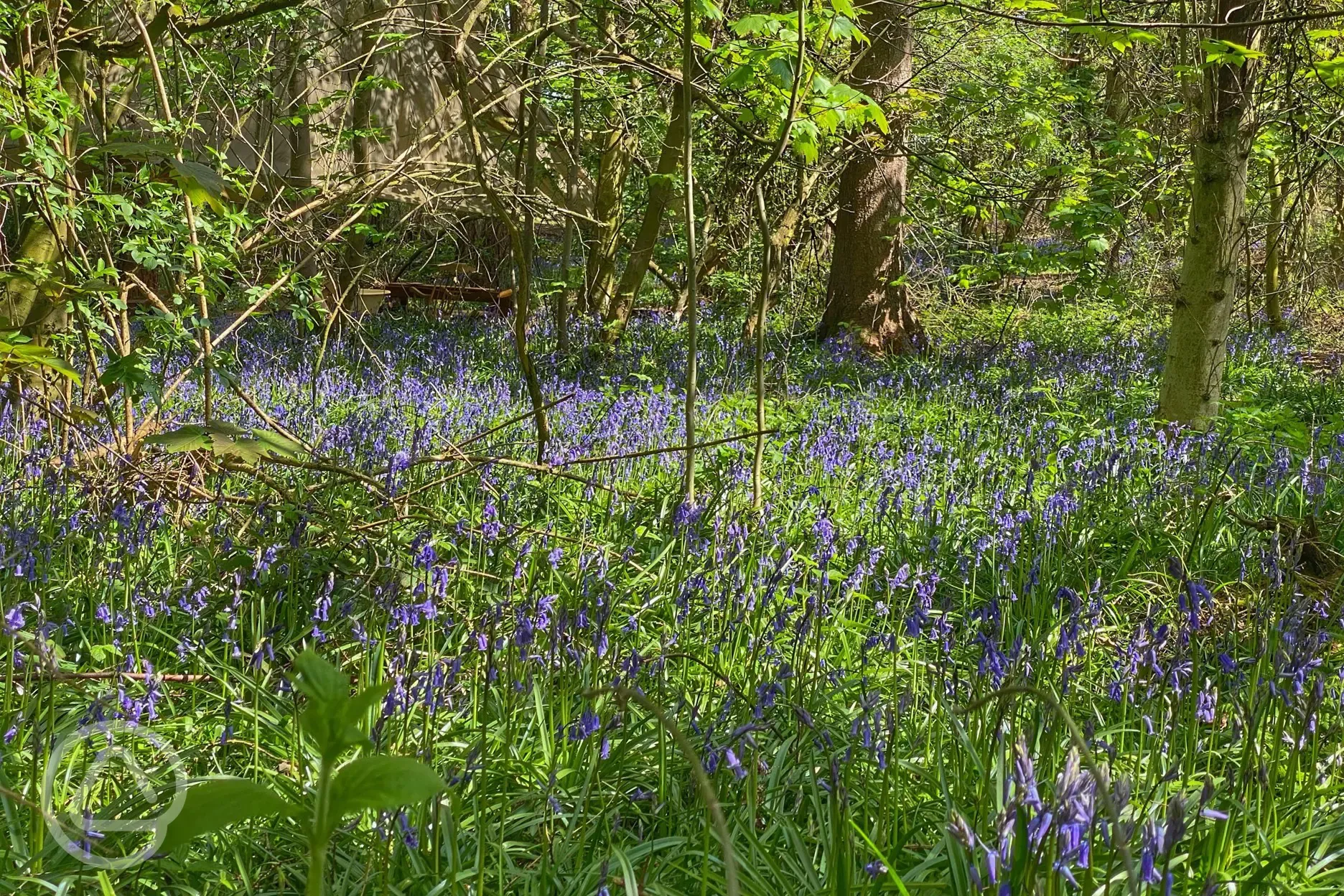 Bluebell Wood