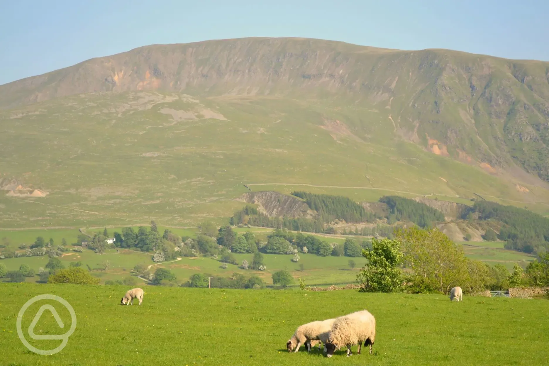 Sheep grazing near Keswick