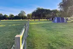 Tents on electric grass pitches beside the cows