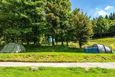 Grass pitches for tent campers with trees for shade