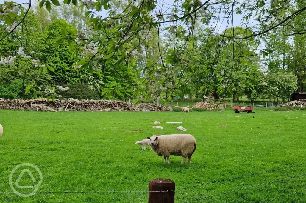 Farm animals roaming onsite