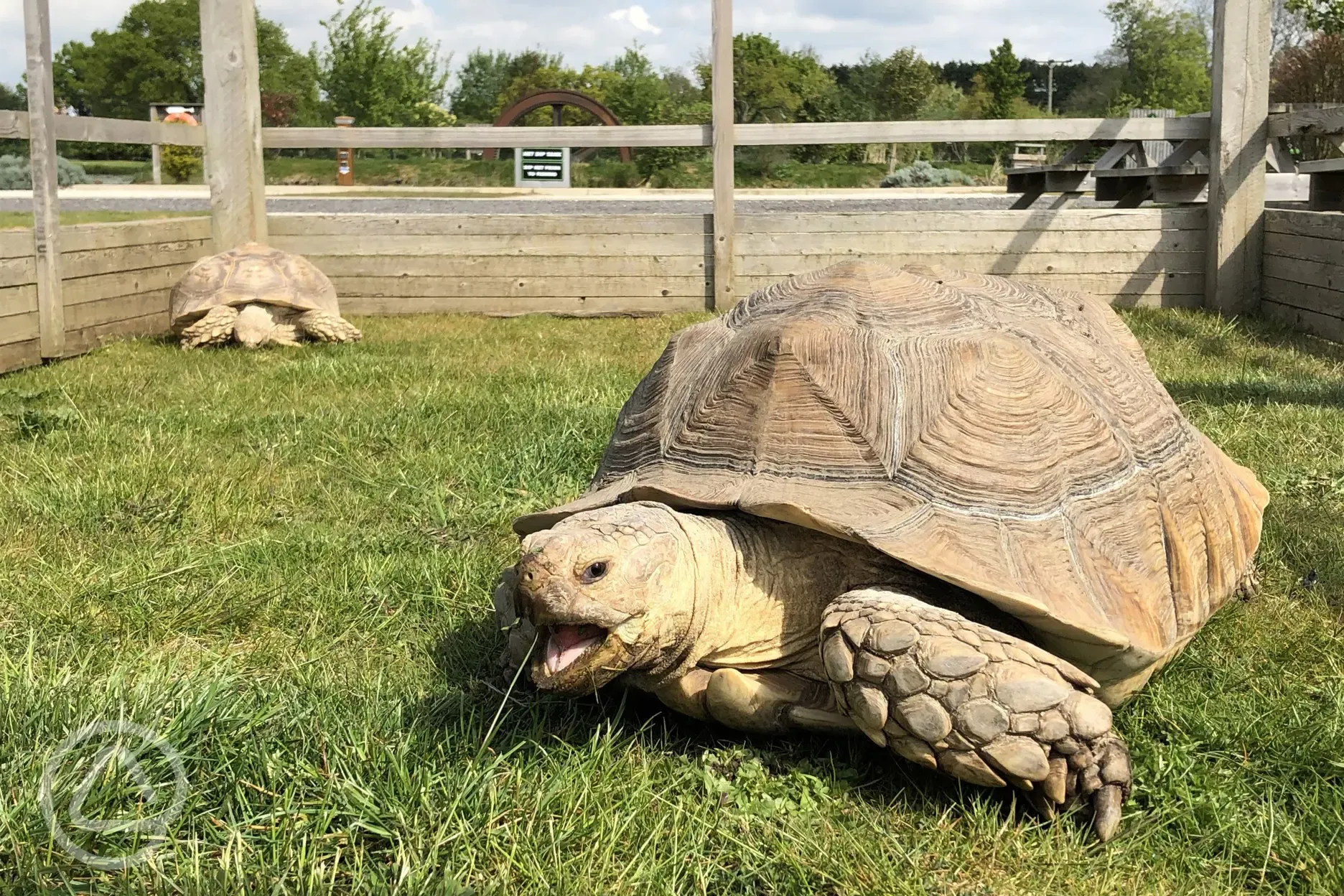 Syril and Lily - the tortoises 