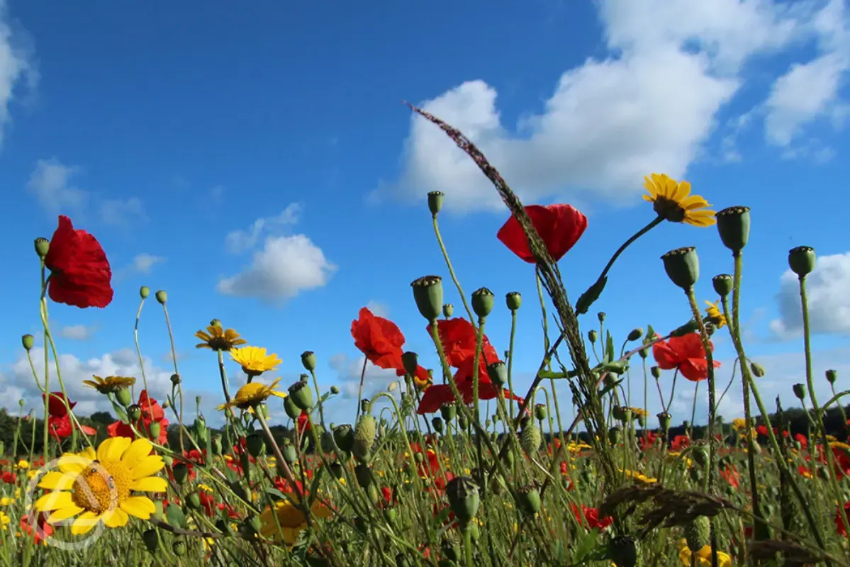 Poppyfield