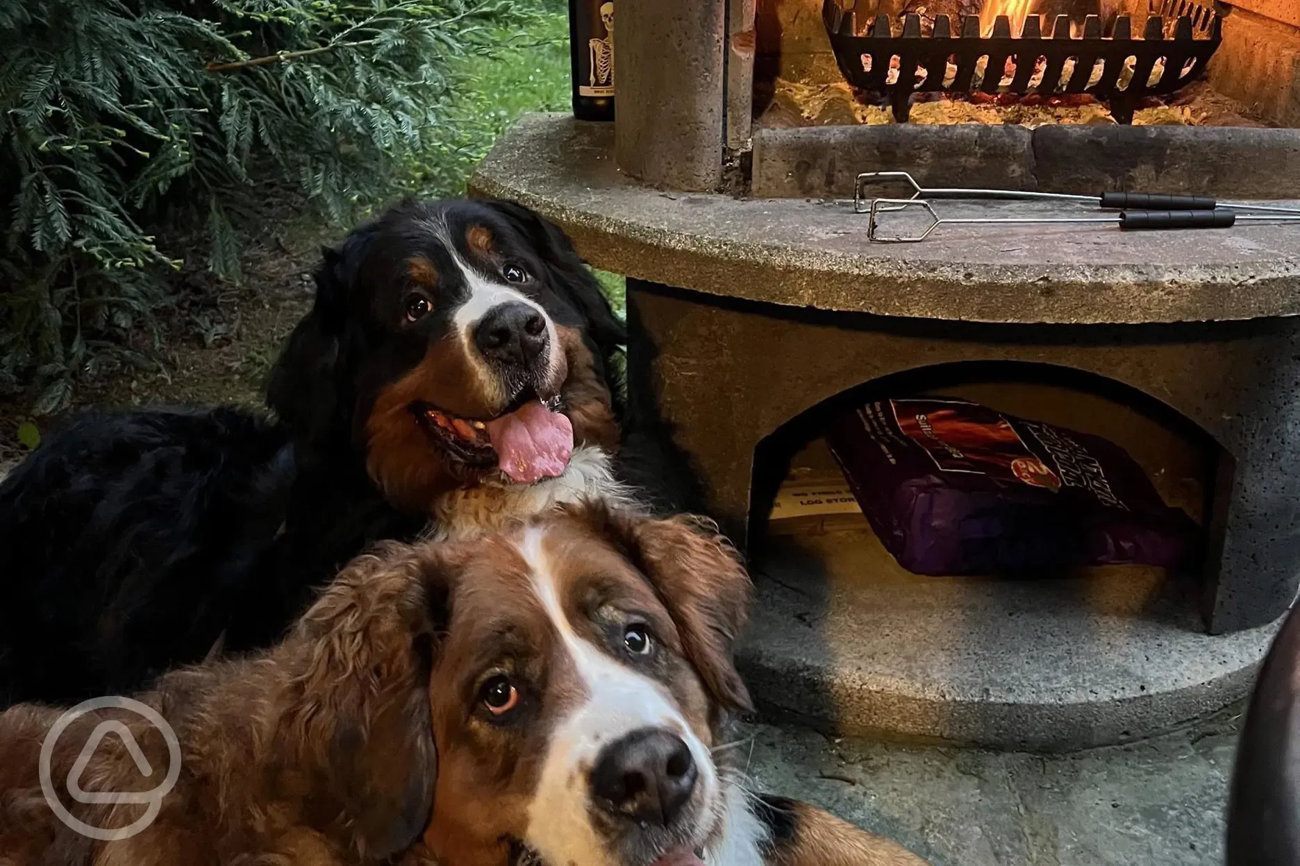 Dogs lazing by the fire
