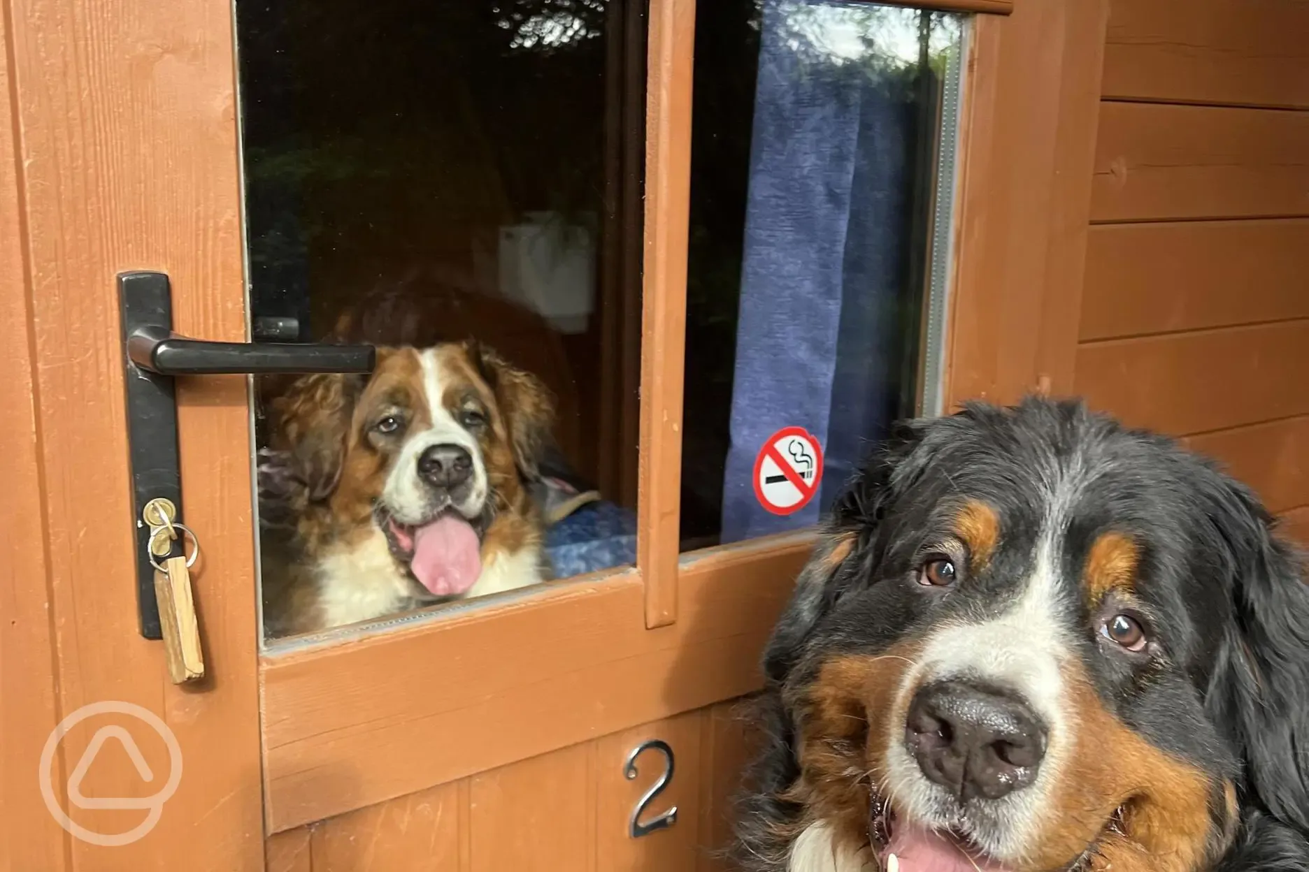 Canine guests