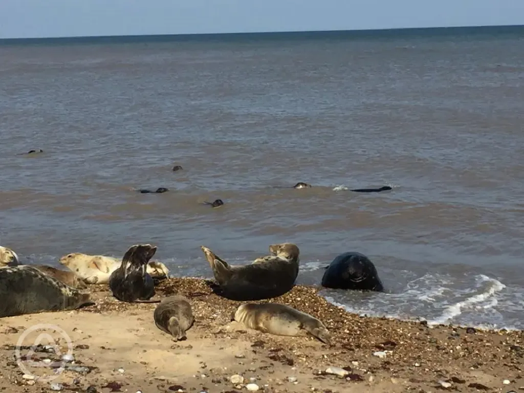 Seals on the coast