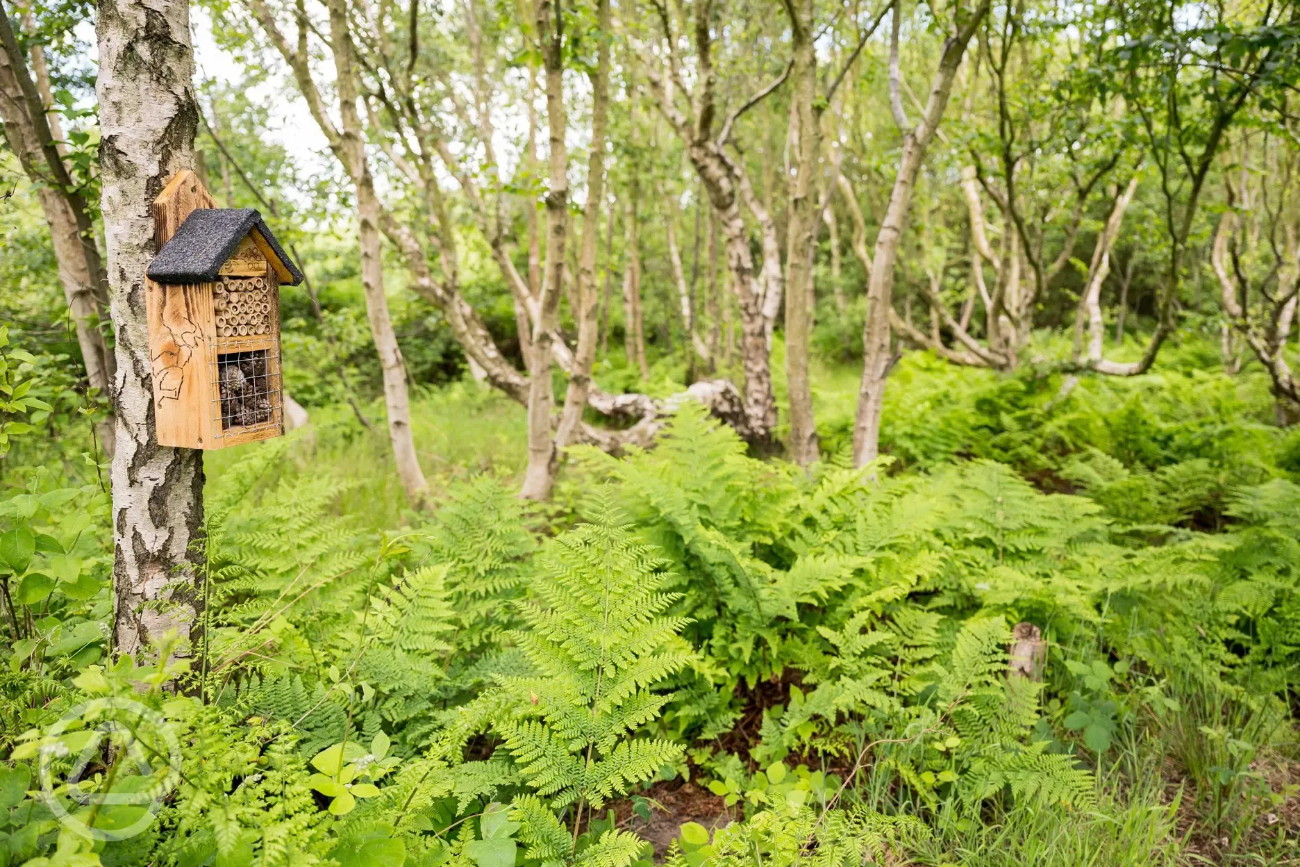 Woodland area with a bug hotel
