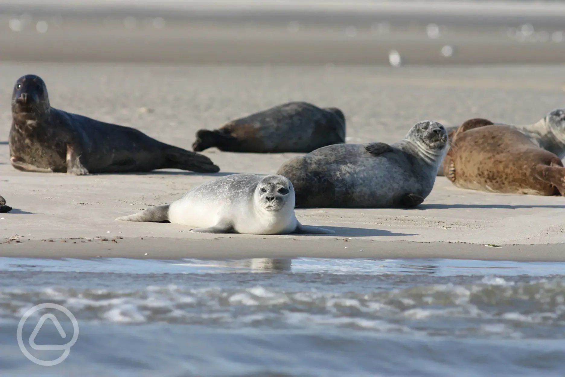 Seals on Waxham Beach