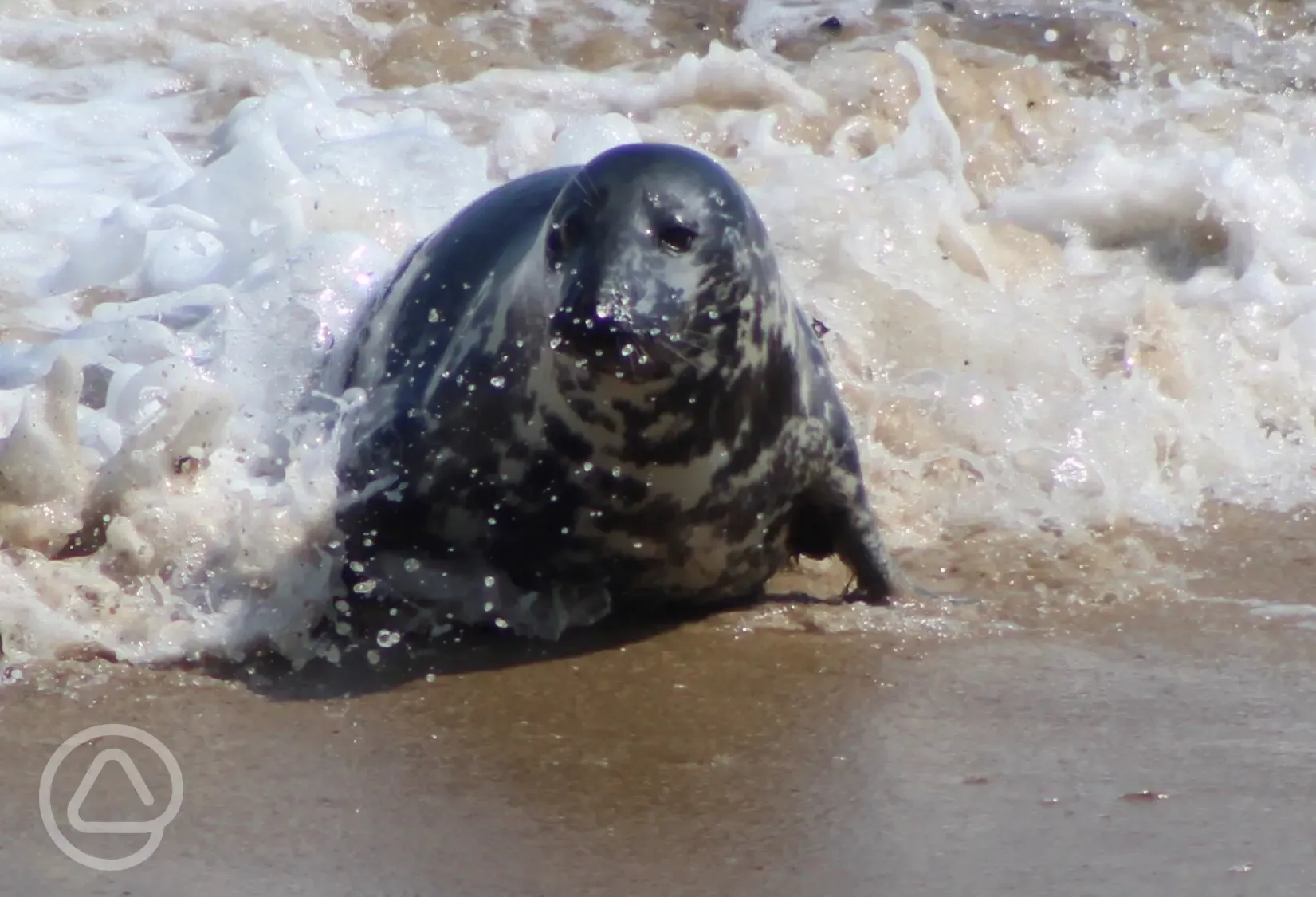 Seal Wave