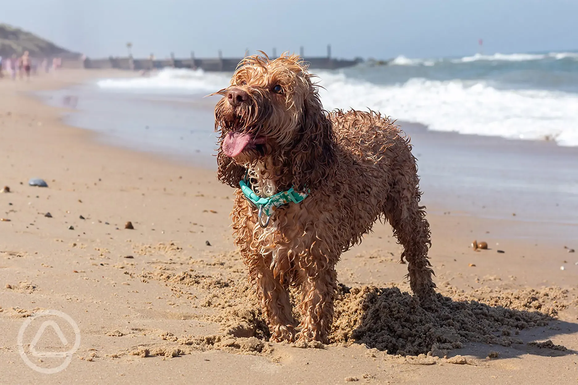 Waxham Beach - dog friendly