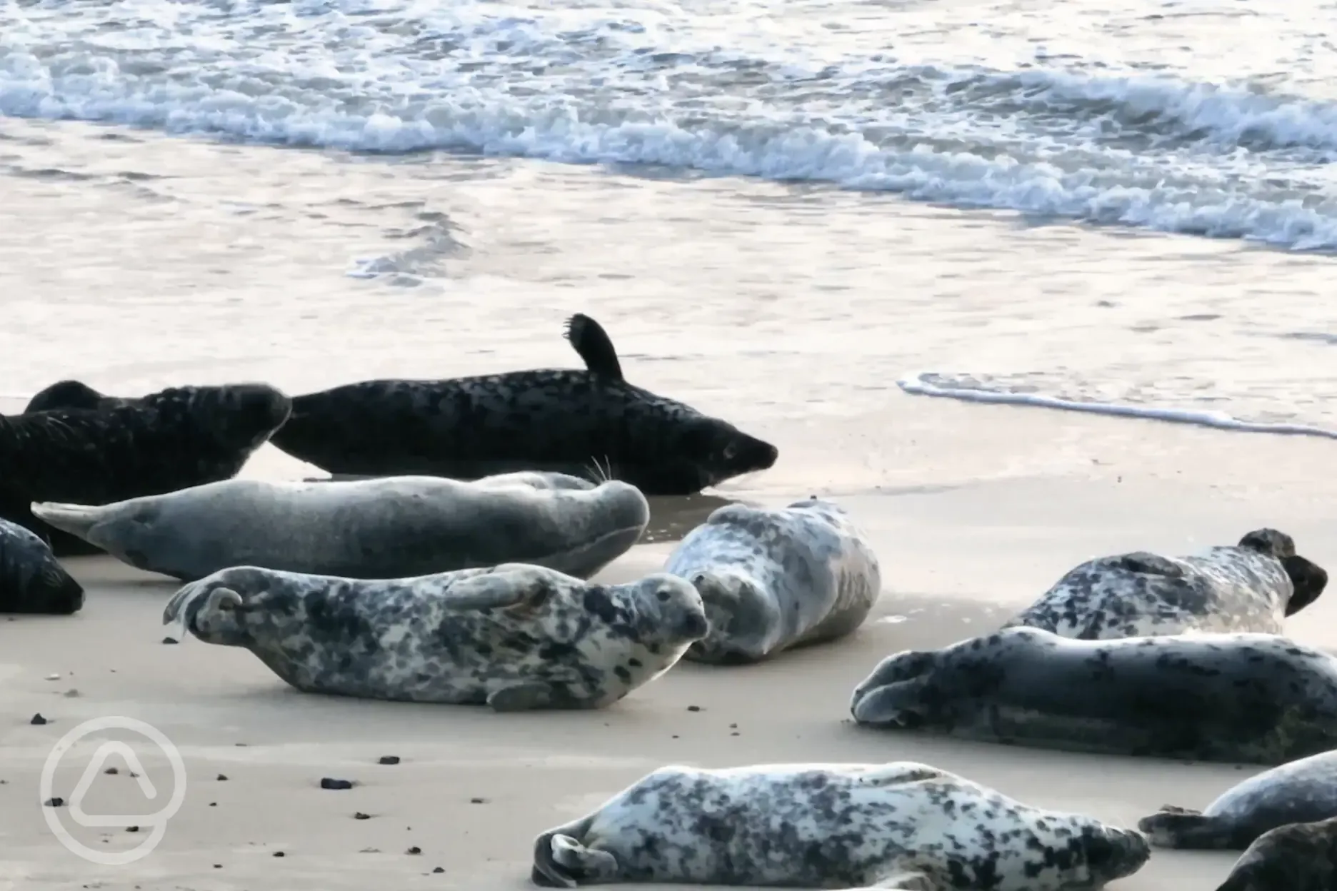 Seals on the beach