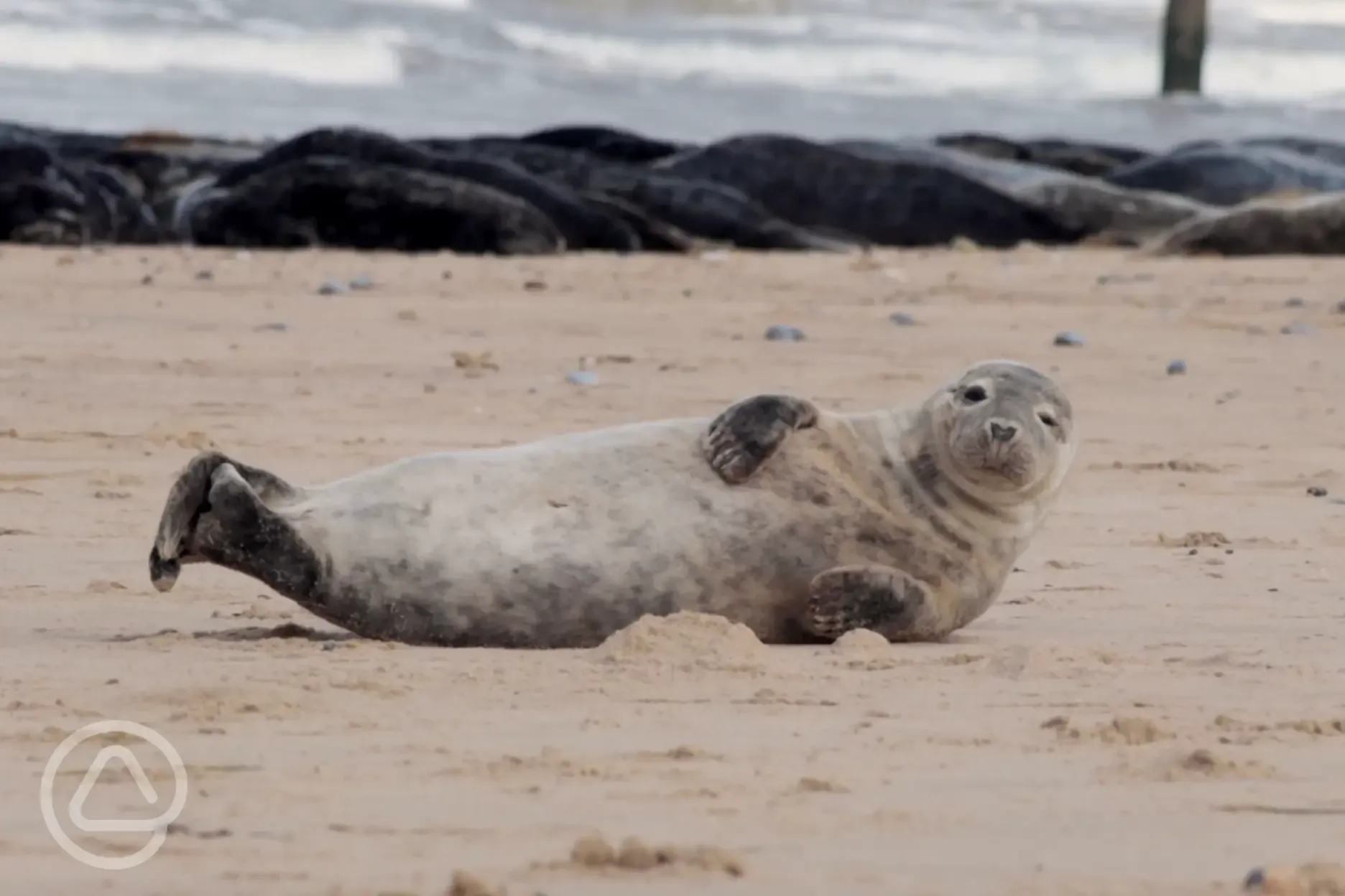 Seals on the beach