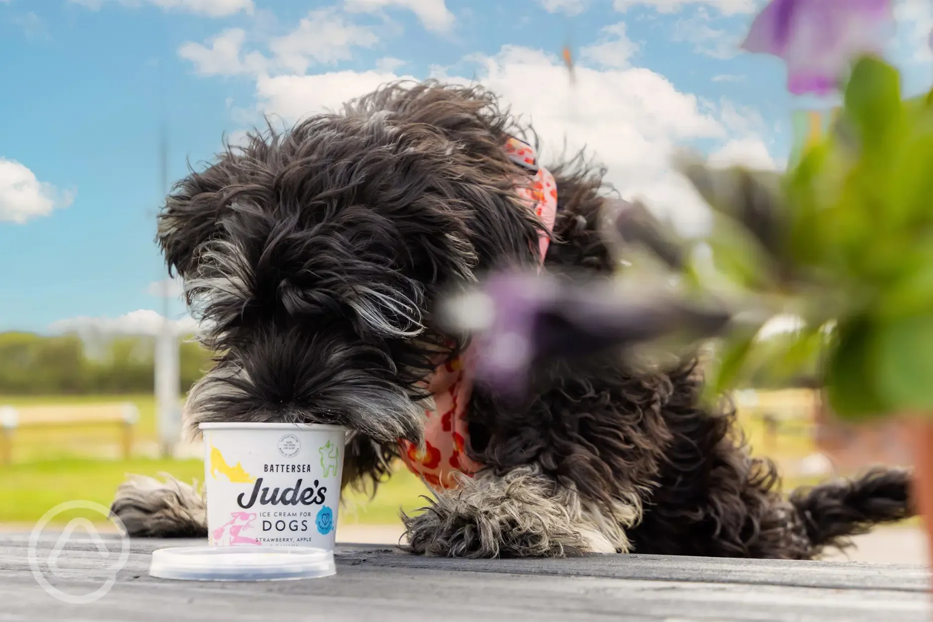 Doggy ice cream available