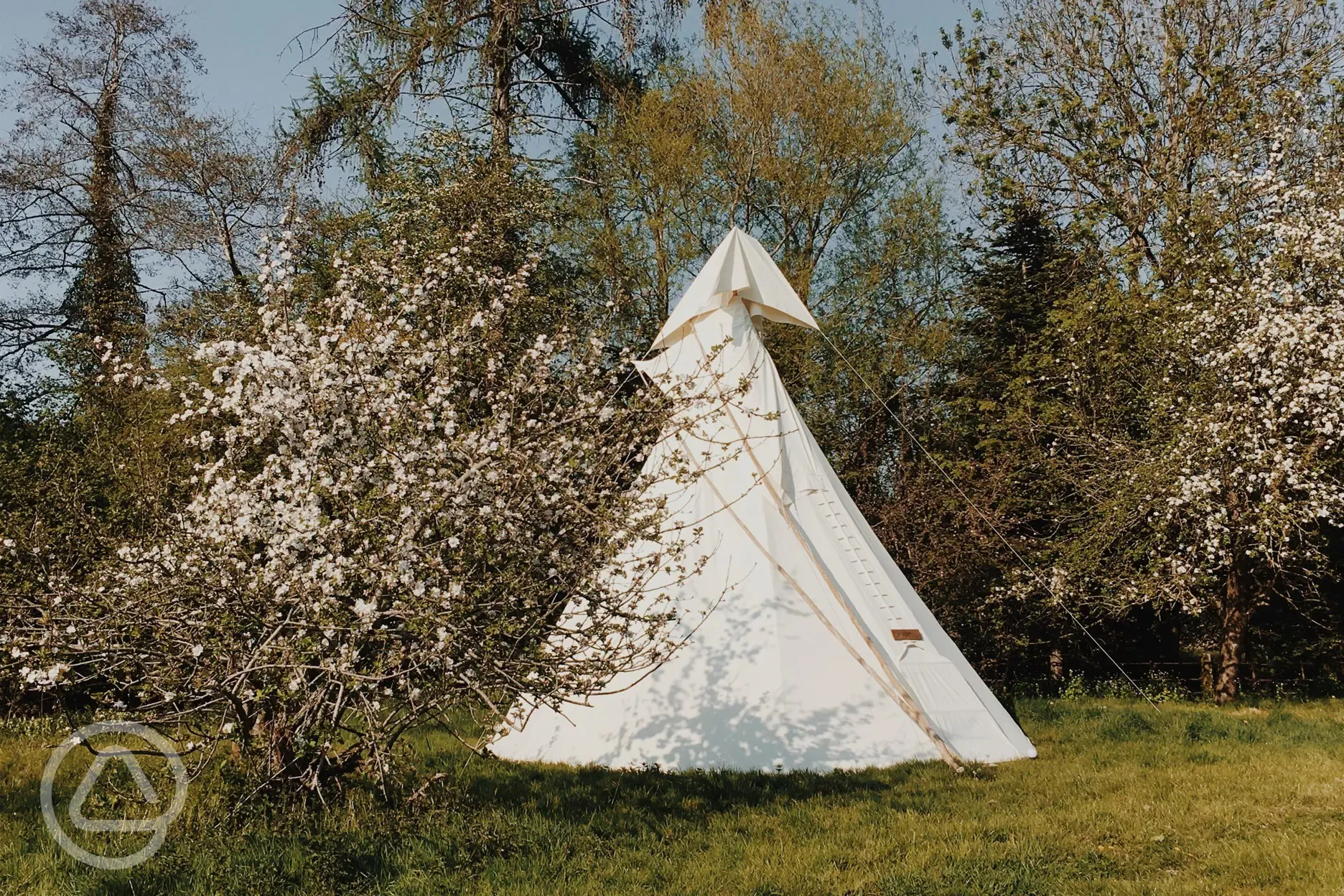 Tipi