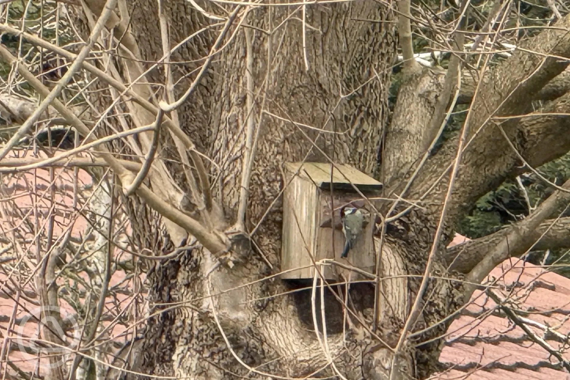 Lots of birdlife