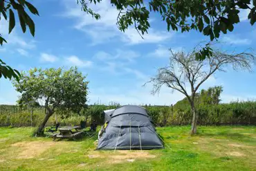 Tent on a non electric grass pitch with neighboring trees at Painters Farm 