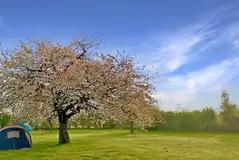 Non electric grass pitches beside a blossom tree