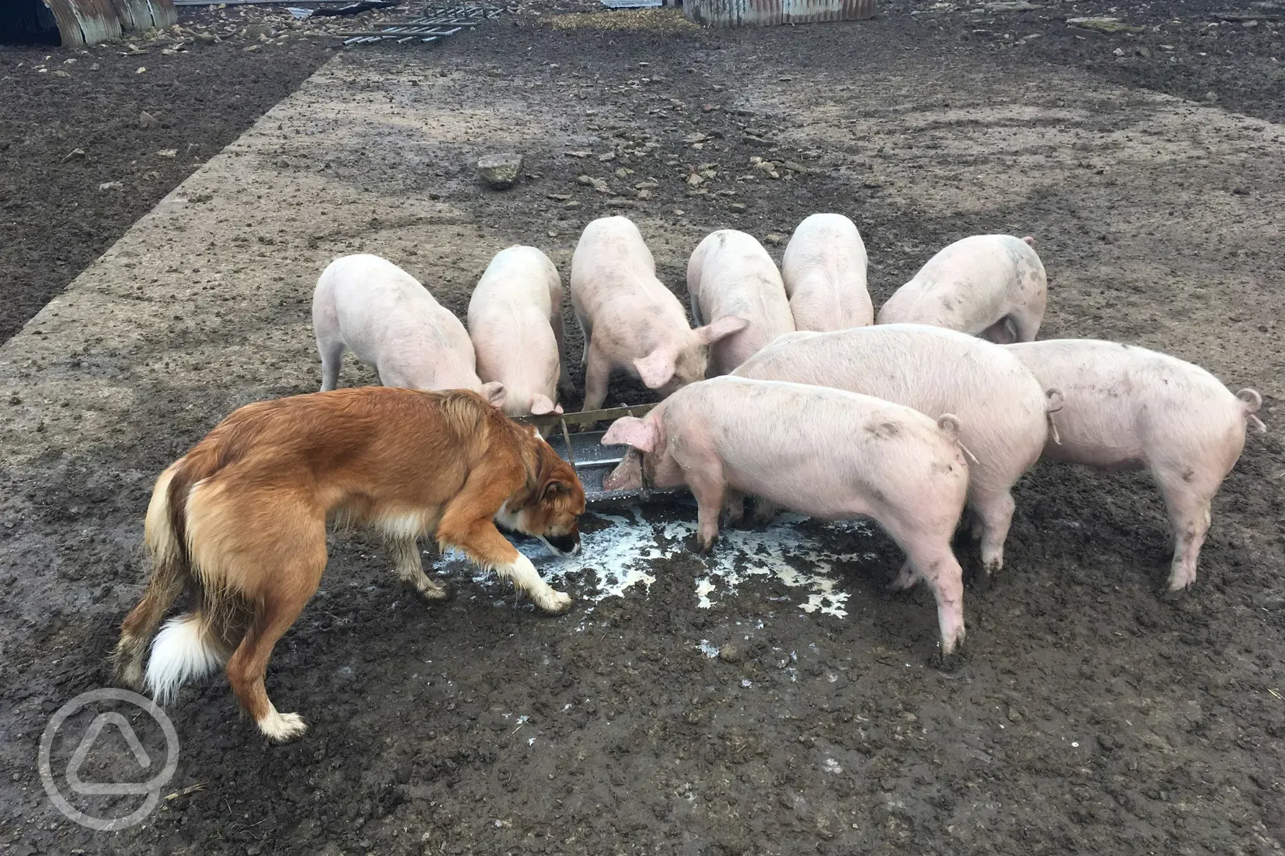 Onsite pigs