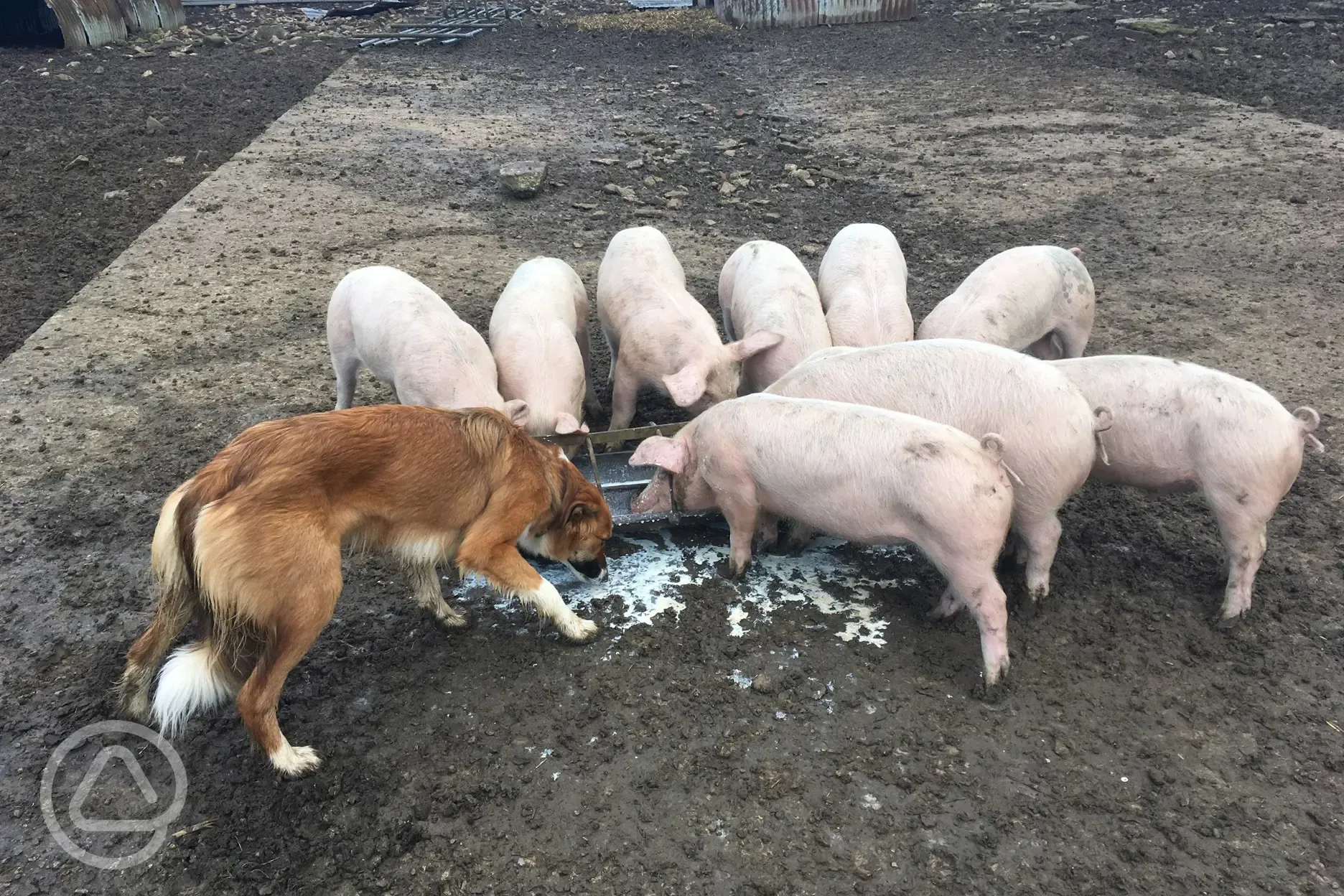 Pigs at Stowford Manor Farm