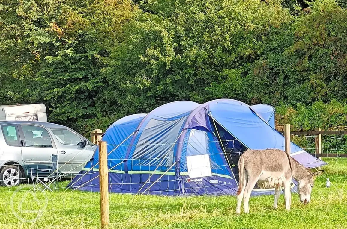 Grass pitches and donkeys