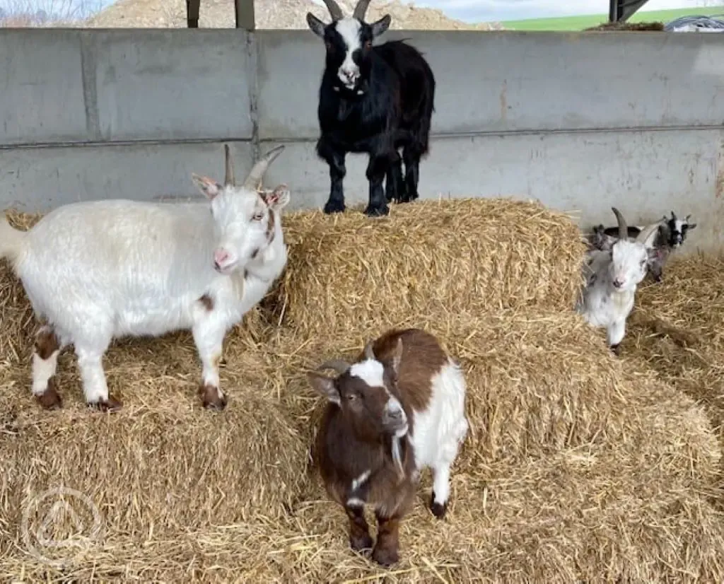 Onsite goats