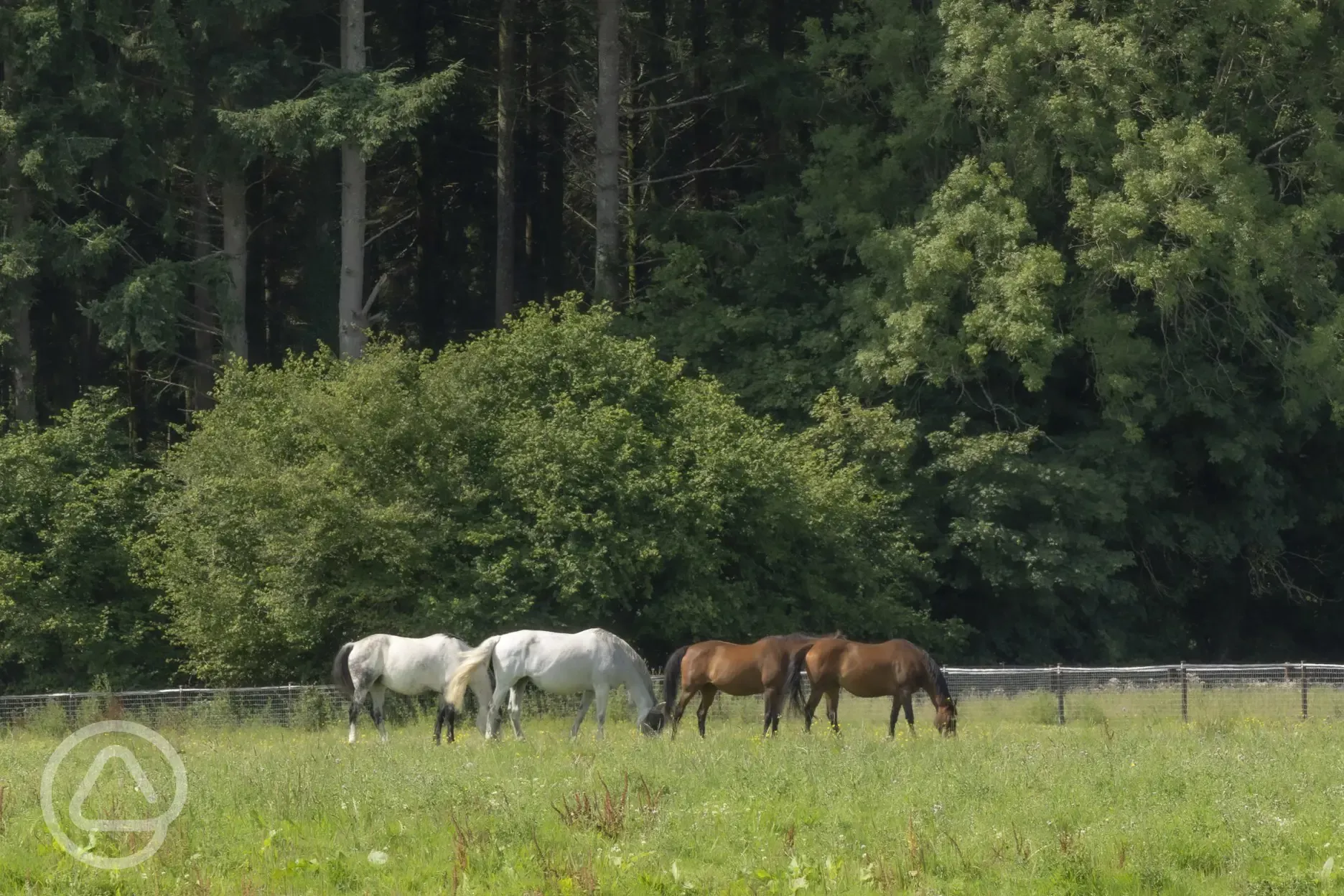 Horses in neighbouring fields