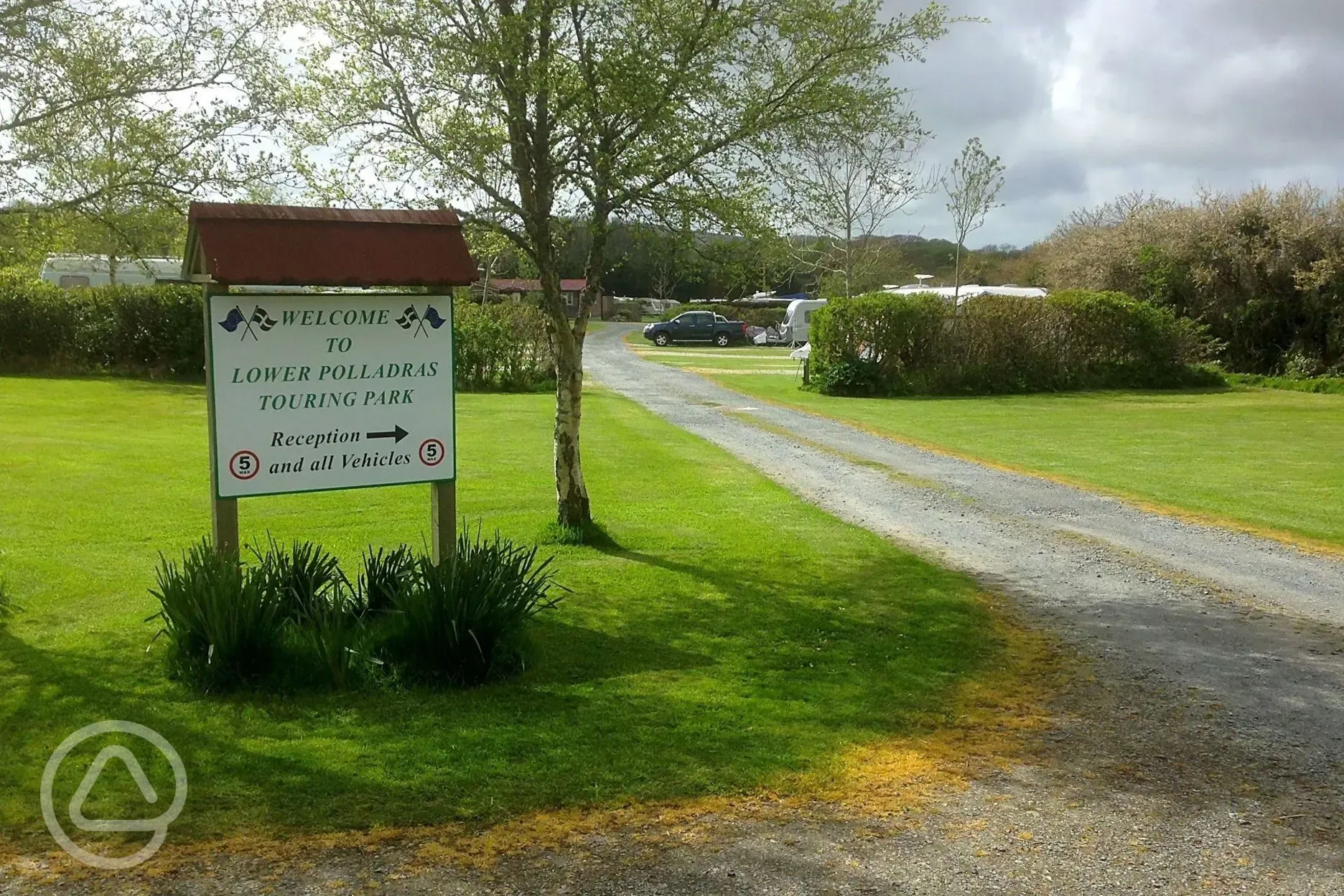 Large gold grass pitches