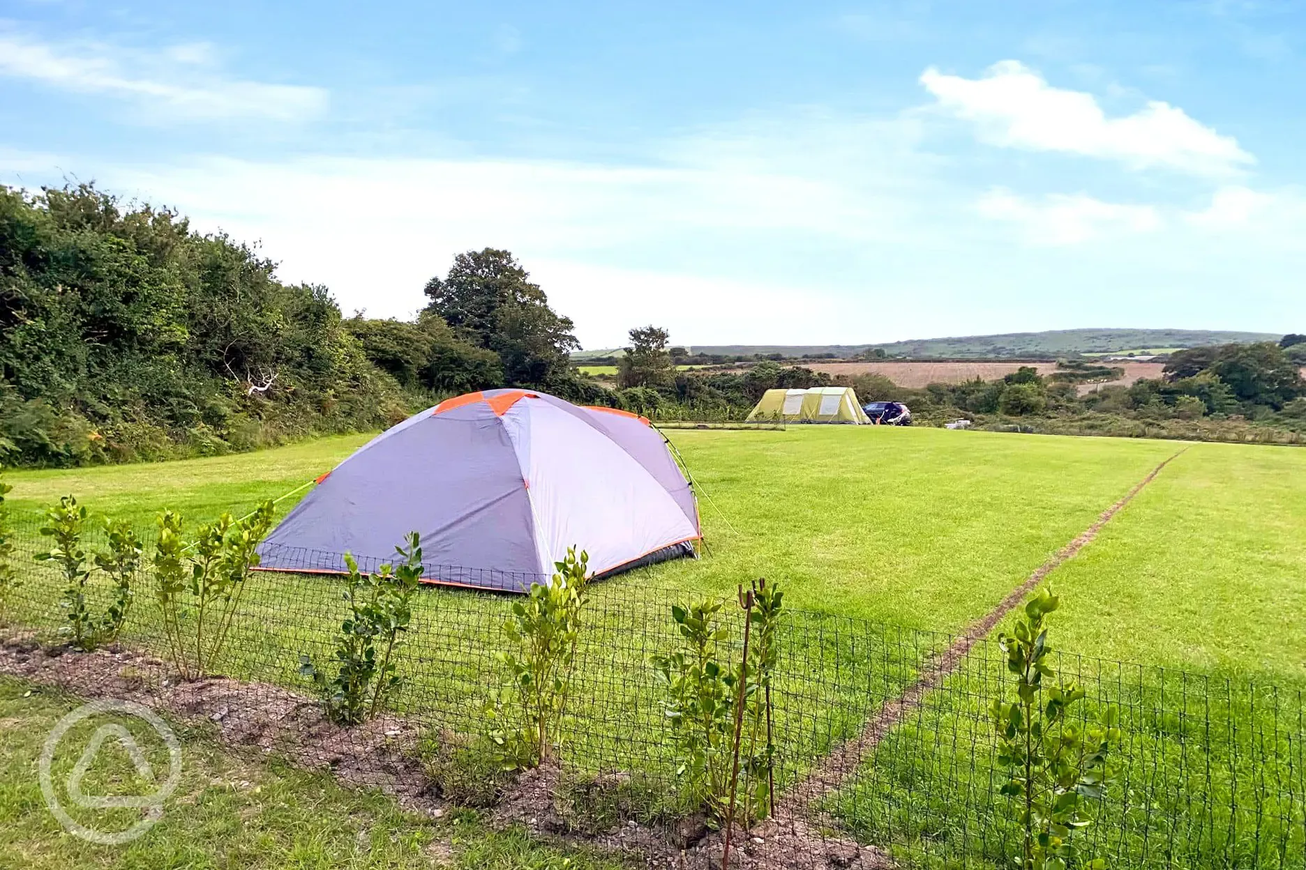 Gold grass pitches