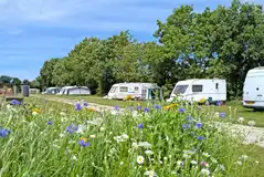 Electric grass pitches with wildflowers Electric grass pitches with wildflowers