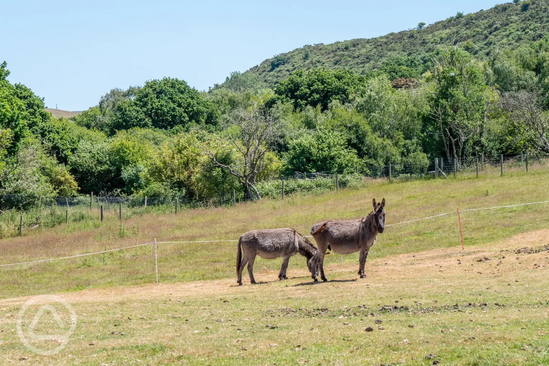 Donkeys on site