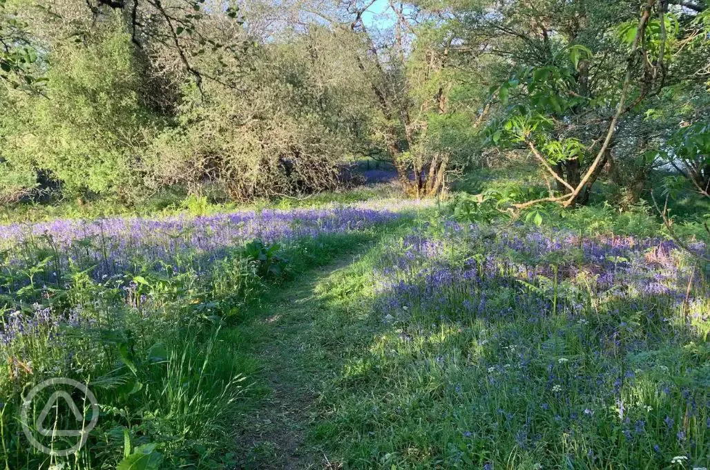 Bluebell trail