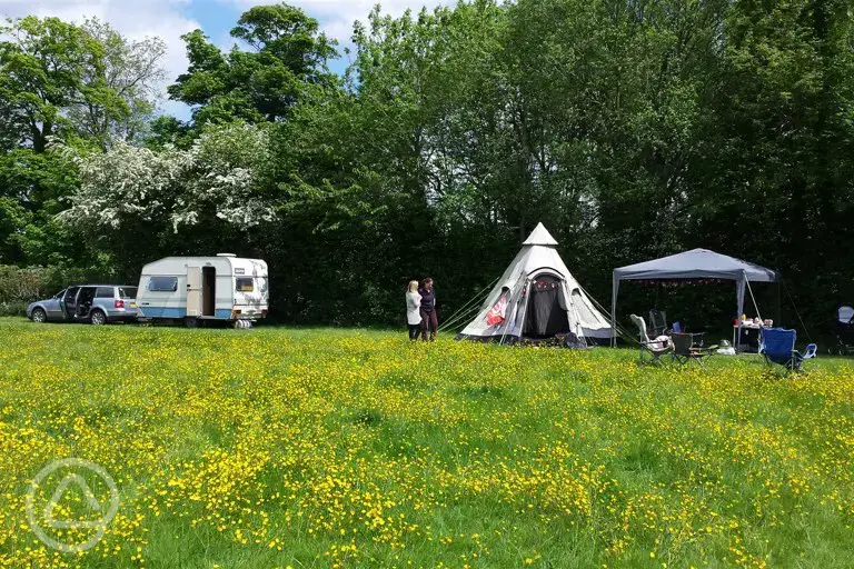 Non electric strawberry field pitches