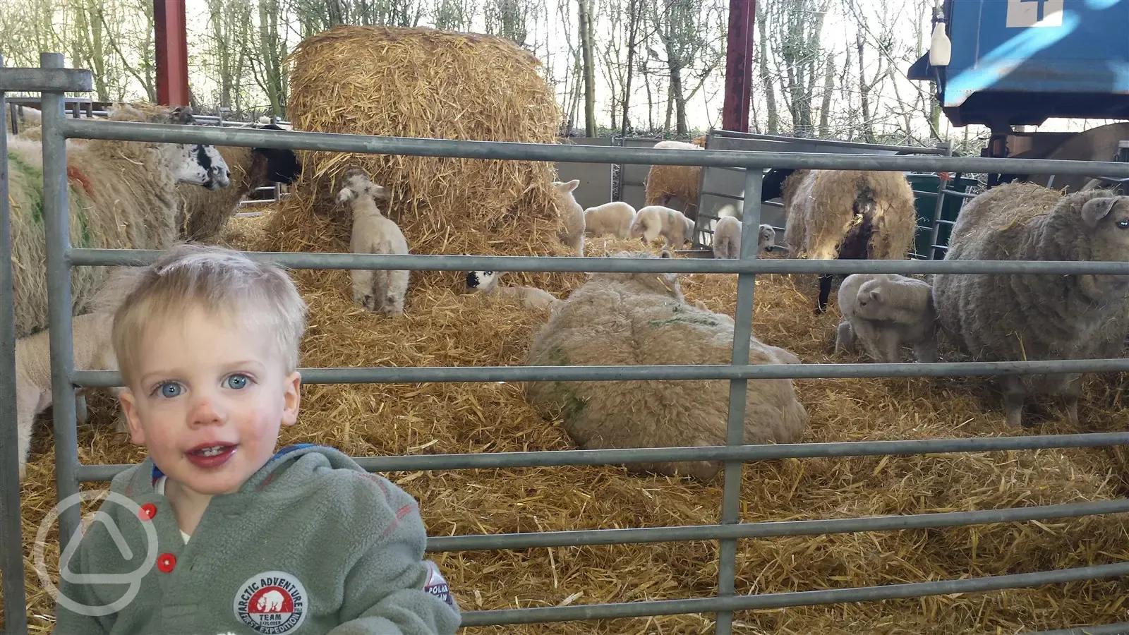 Lambs in the Barn